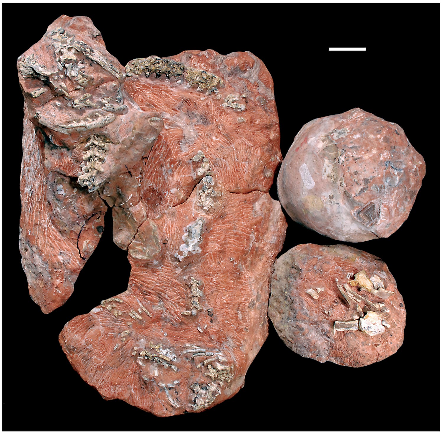 Photograph of rose-colored sandstone blocks containing articulated sections of the coiled Cretaceous snake Sanajeh, a crushed titanosaur egg, an intact egg and the bones of a sauropod hatchling.