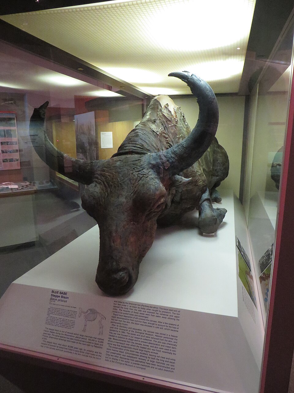 A real museum photograph of Blue Babe, the mummified steppe bison on display at the University of Alaska Museum of the North.