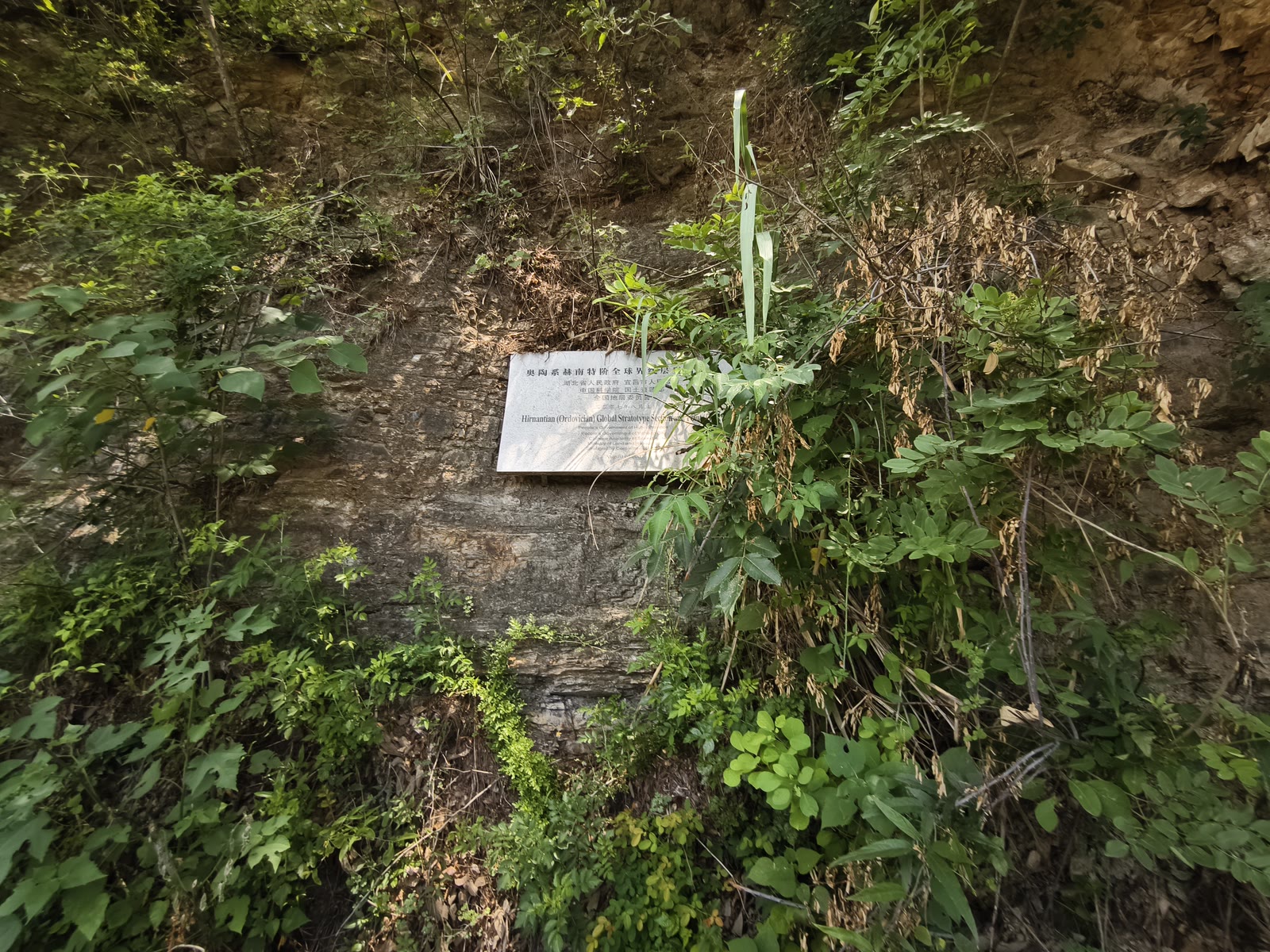 Field photograph of the weathered shale and chert outcrop at the Hirnantian reference section near Wangjiawan, with a memorial plaque fixed to the rock face.