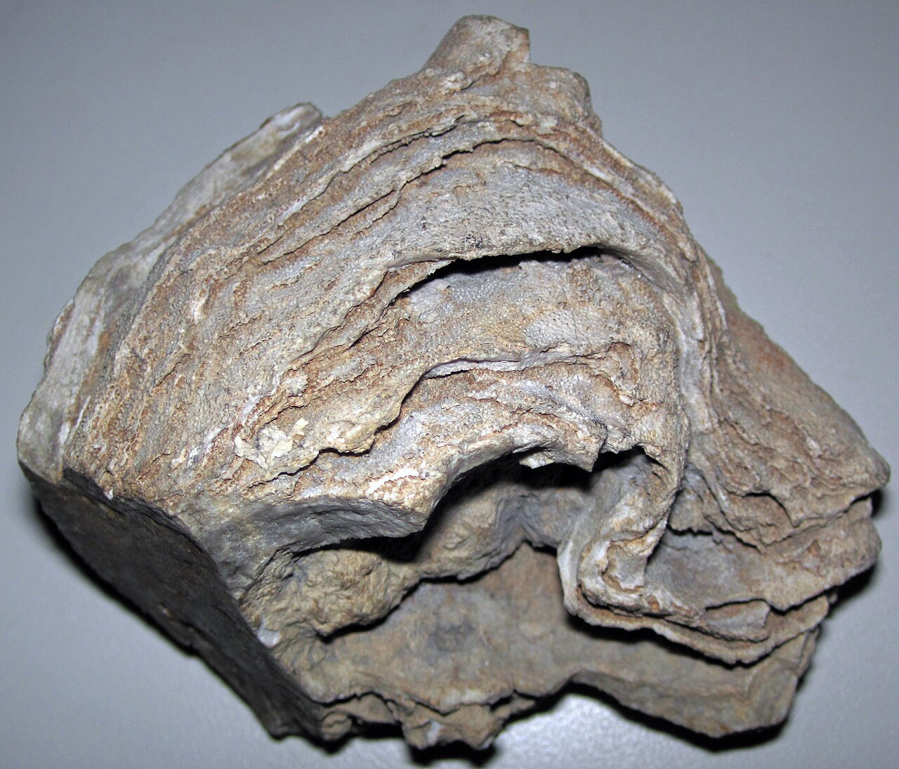 一件俄亥俄 Columbus Limestone 中泥盆世层孔虫化石照片，可见灰褐色海绵骨架上风化出的层状增长带。