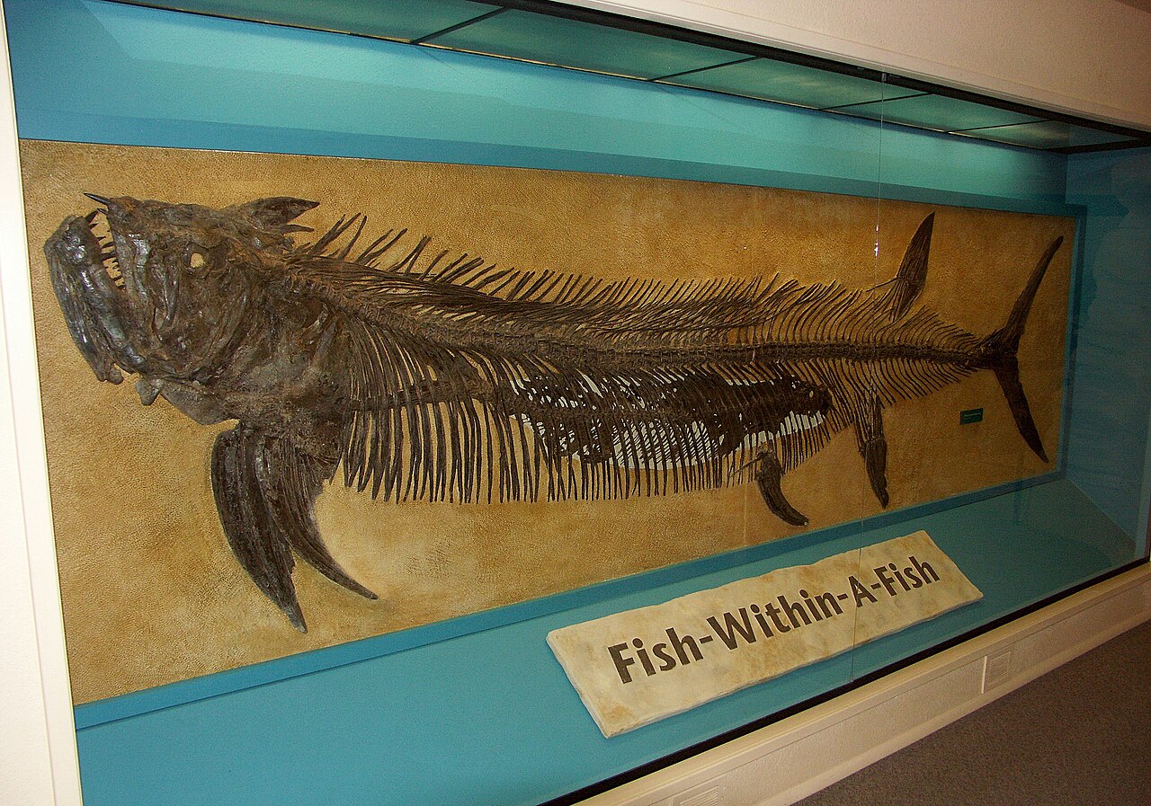 Photograph of the Sternberg Museum fish-within-a-fish fossil, showing a large Xiphactinus skeleton with a smaller Gillicus preserved inside its body cavity.