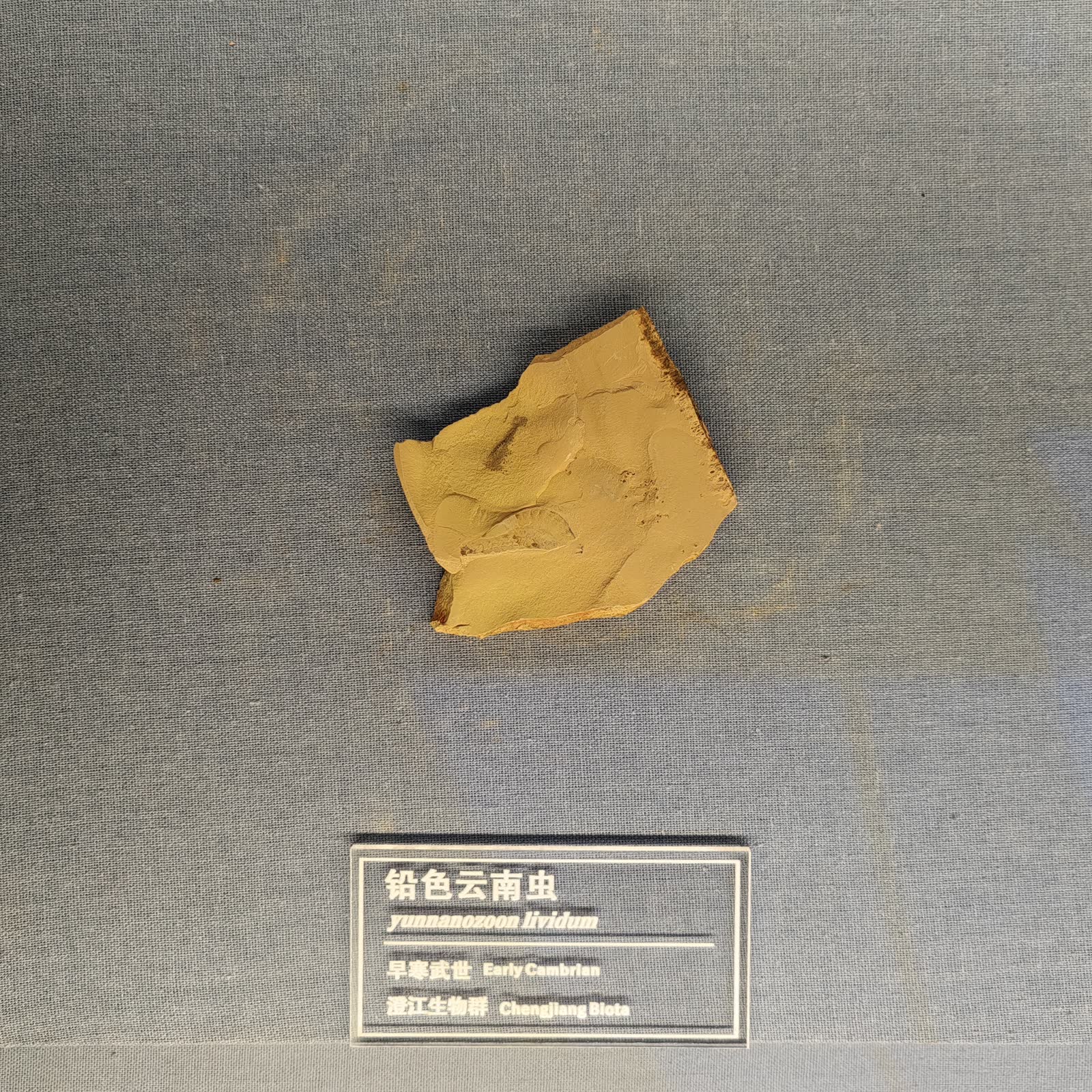 Photograph of a Yunnanozoon lividum fossil specimen displayed above a bilingual label at the Chengjiang Fossil Site World Natural Heritage Museum.