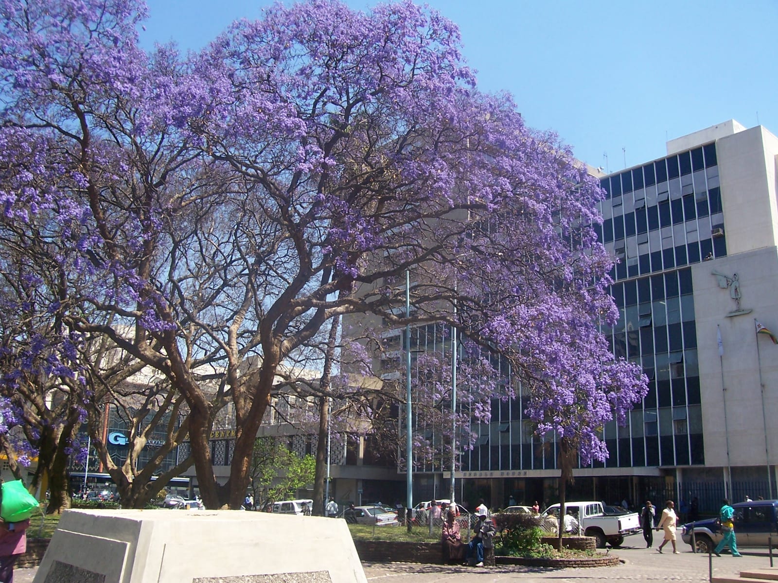 Purple jacaranda trees in bloom beside office buildings, pedestrians, and parked cars on a central Harare street.