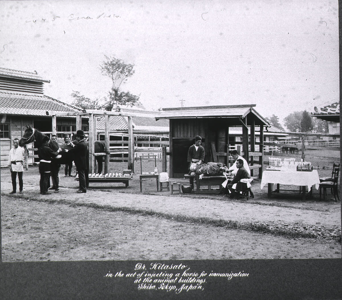 Black-and-white photograph of Kitasato Shibasaburo injecting a horse at animal buildings in Tokyo while other staff work beside a sheep and rows of laboratory bottles.