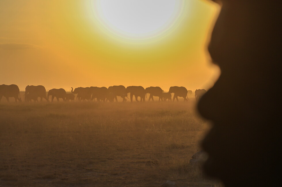 A herd of elephants walks across Amboseli National Park in Kajiado County, Kenya.