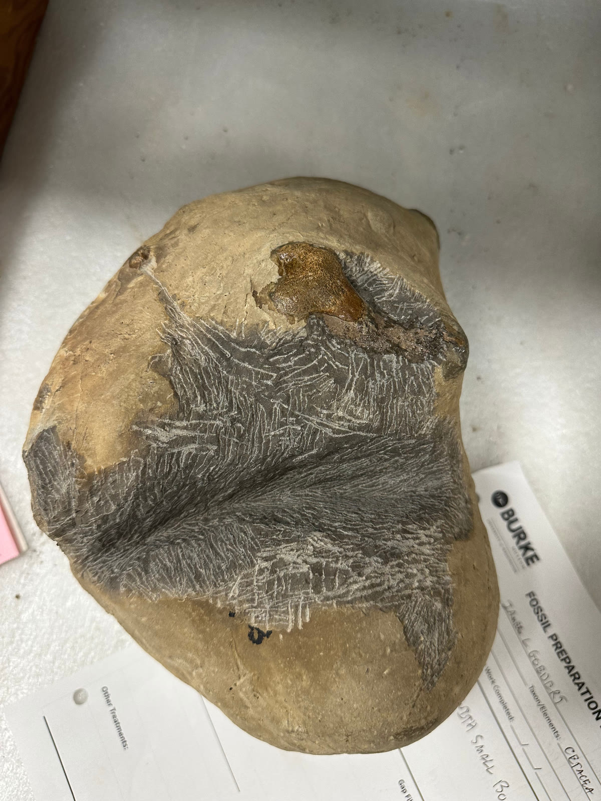 博物馆实验台上一枚圆钝的化石结核；深色作业面布满浅色气动刻笔划痕，上缘附近露出一小片光亮的棕色表面。