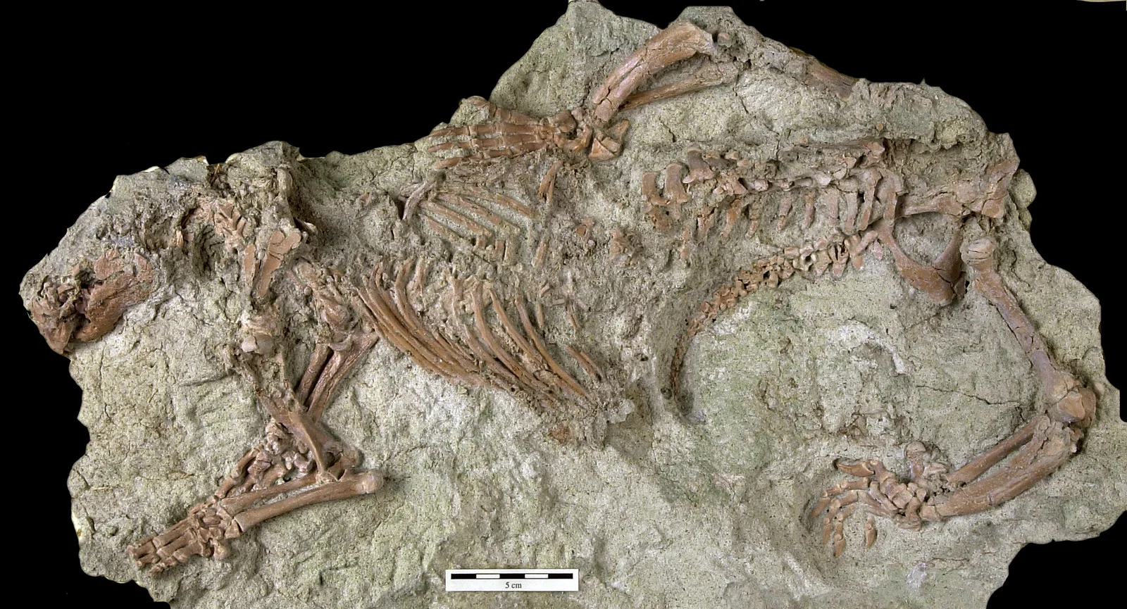 Overhead photograph of the Adalatherium hui holotype exposed in a sandstone slab, showing the skull, ribcage, forelimbs, curved spine, pelvis and hind limbs.