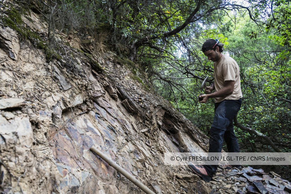 A paleontologist uses a rock hammer on a steep exposure of thin, tilted shale beds beneath trees at the Cabrières fossil site in southern France.