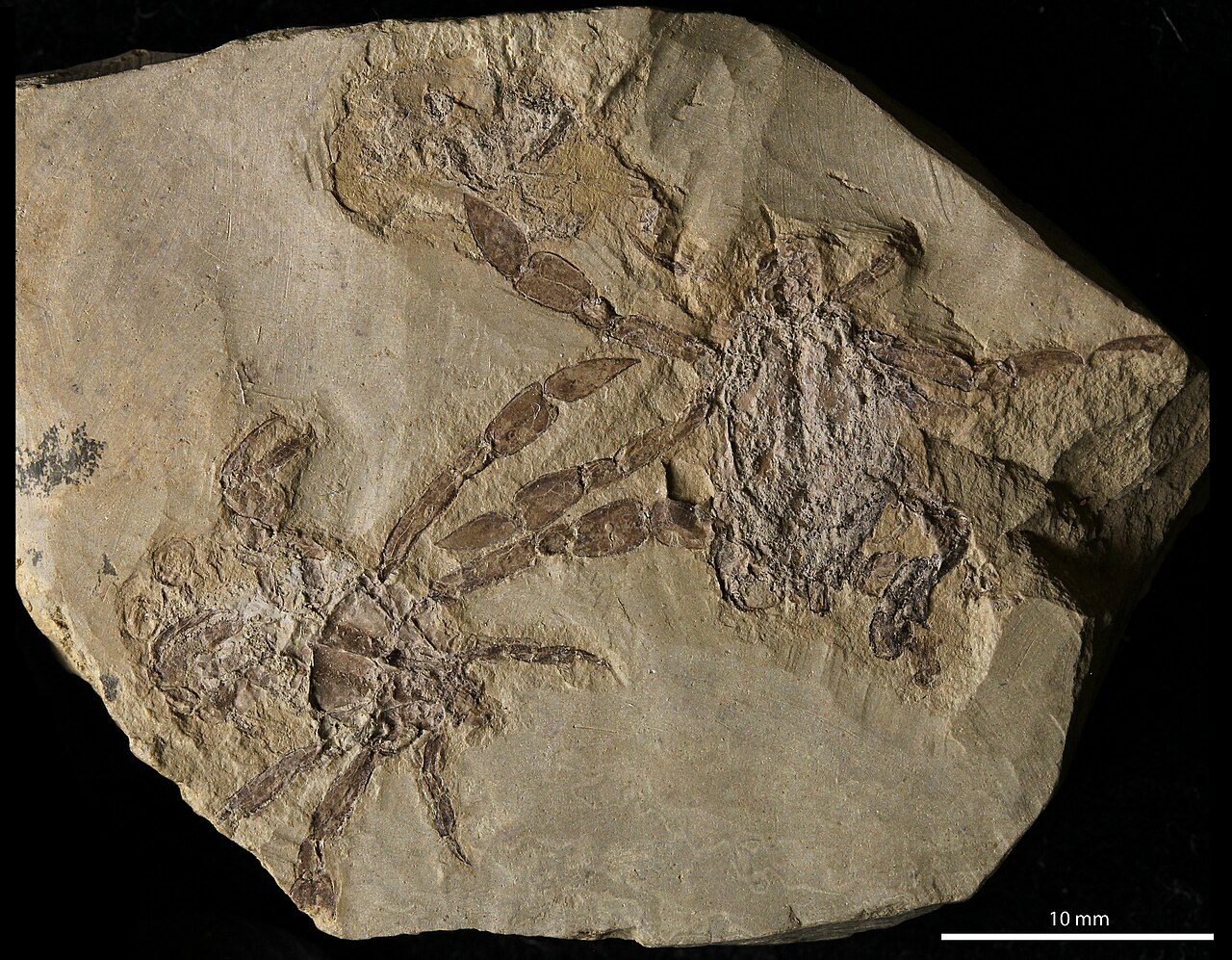 Photograph of two small Callichimaera perplexa fossils on a pale slab, with flattened bodies and long jointed limbs ending in broad paddle-like segments.