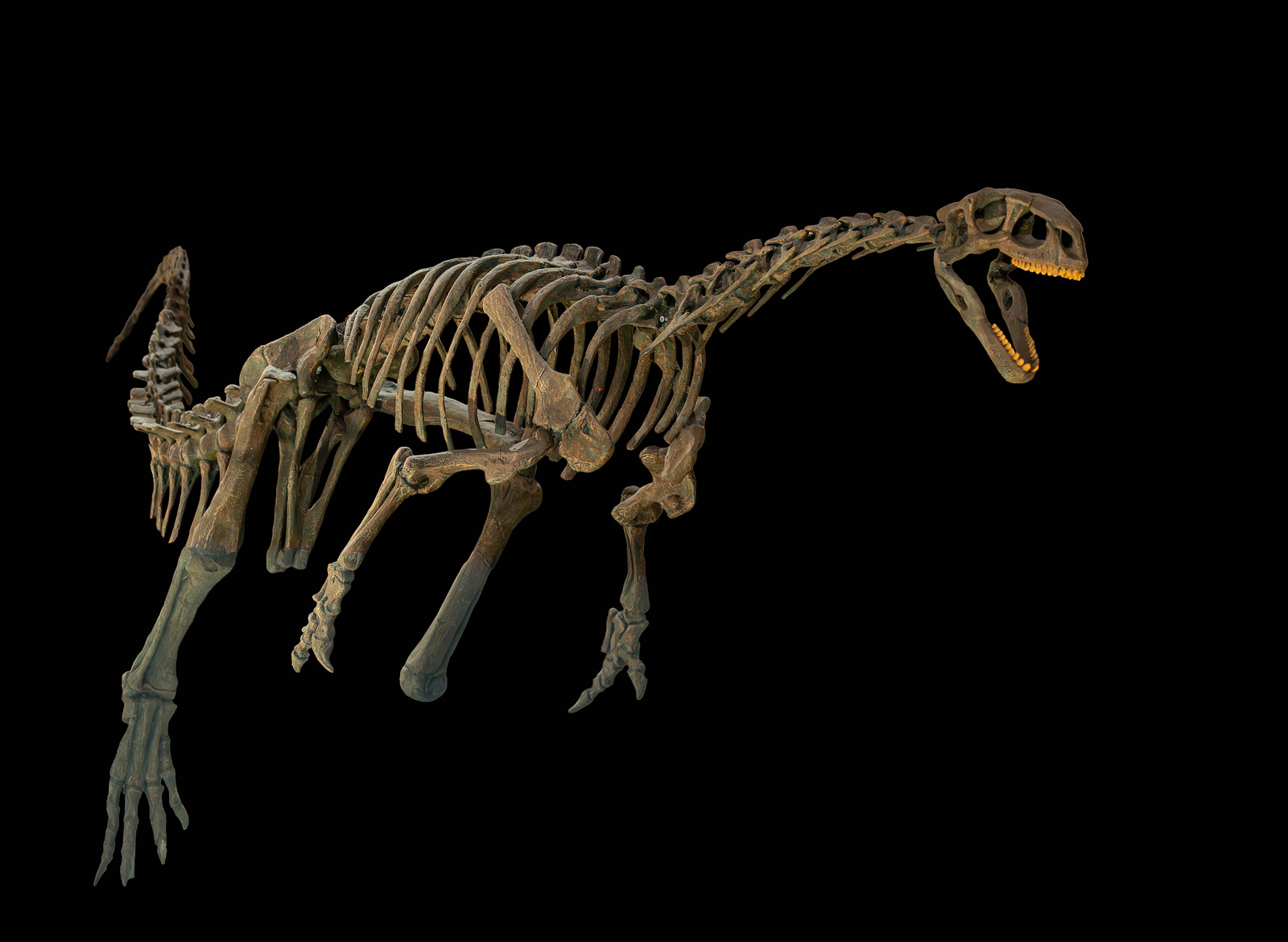 Photograph of a replica Chilesaurus skeletal mount against a black background, showing its small skull, long neck, short forelimbs and deep-bodied bipedal frame.