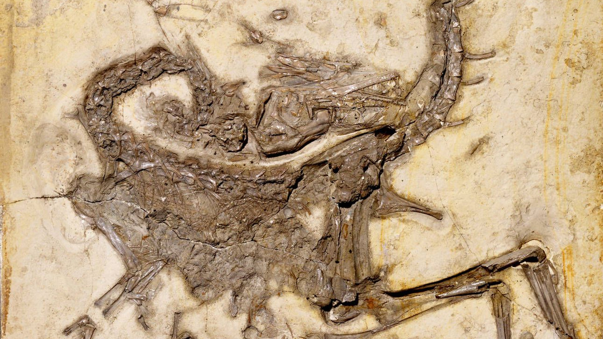 Photograph of the articulated Compsognathus longipes fossil in pale limestone, with its jaws open and its neck and tail strongly curved back toward the body.