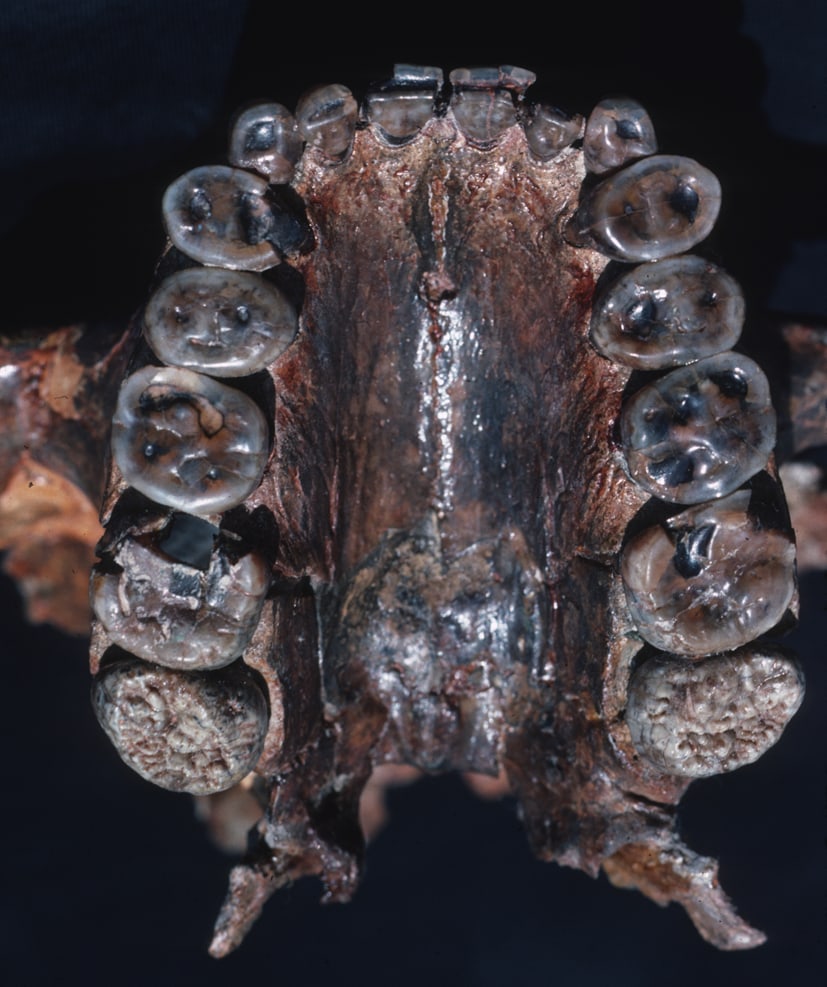鲍氏傍人（Paranthropus boisei）正模 OH 5 的化石腭部与宽阔上臼齿照片。