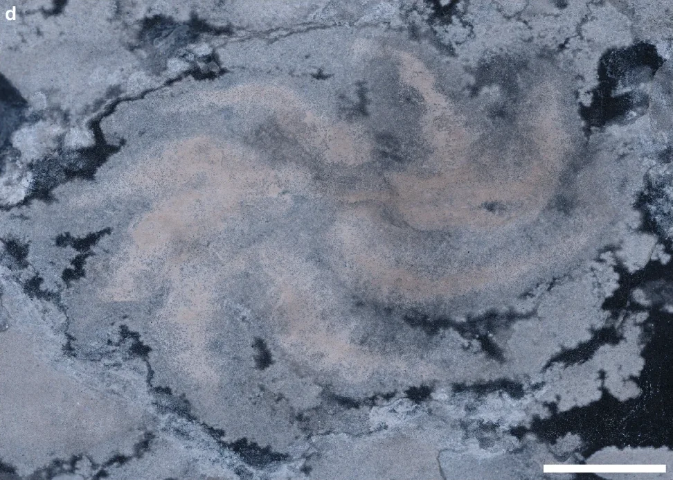 A carbonaceous Eoandromeda fossil showing eight pale spiral arms around a central point in dark Ediacaran shale.