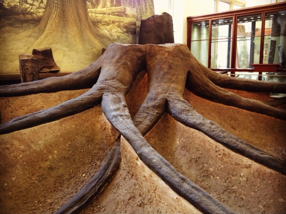 A broad Stigmaria fossil rooting system displayed in a museum gallery, with thick axes radiating from a central stump-like base.