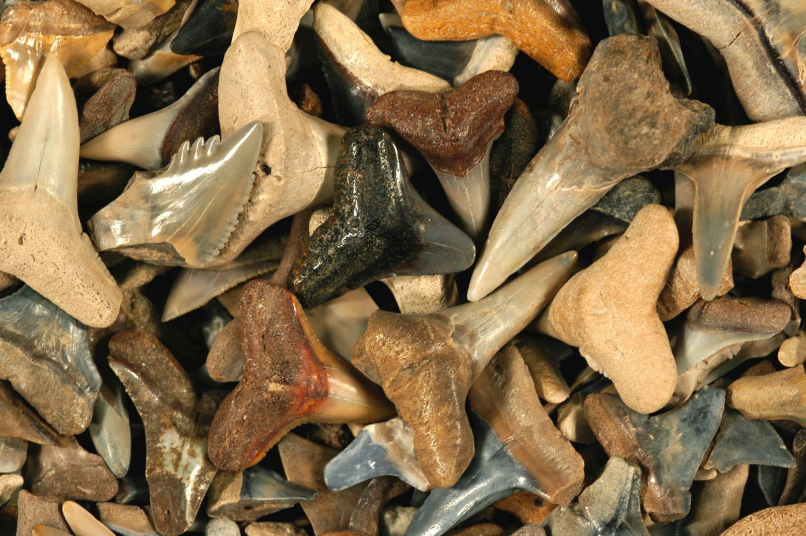 A close photograph of fossil shark teeth in varied triangular, hooked, and crushing shapes, colored cream, brown, blue-gray, and black by their burial environments.
