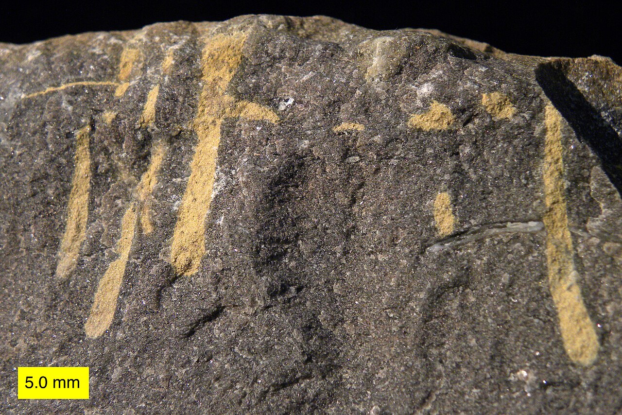Close photograph of a cut Upper Ordovician limestone hardground from Kentucky, with pale sediment-filled Trypanites borings descending into dark rock beneath a five-millimeter scale.