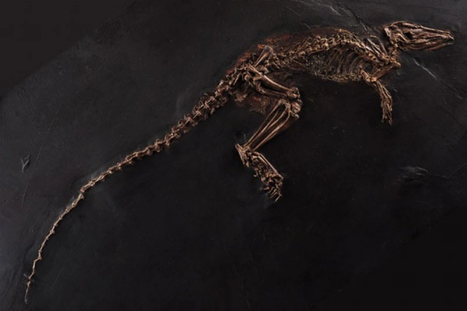 Archival photograph of an articulated Leptictidium nasutum fossil skeleton on a black slab, with a long curved tail, compact forelimbs and much longer folded hind limbs.