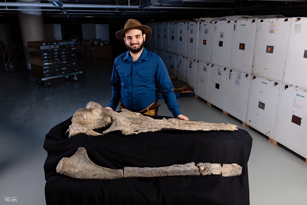 Paleontologist Carlos Mauricio Peredo standing behind a table with the long fossil skull and lower jaw of Maiabalaena nesbittae in a museum collection room.