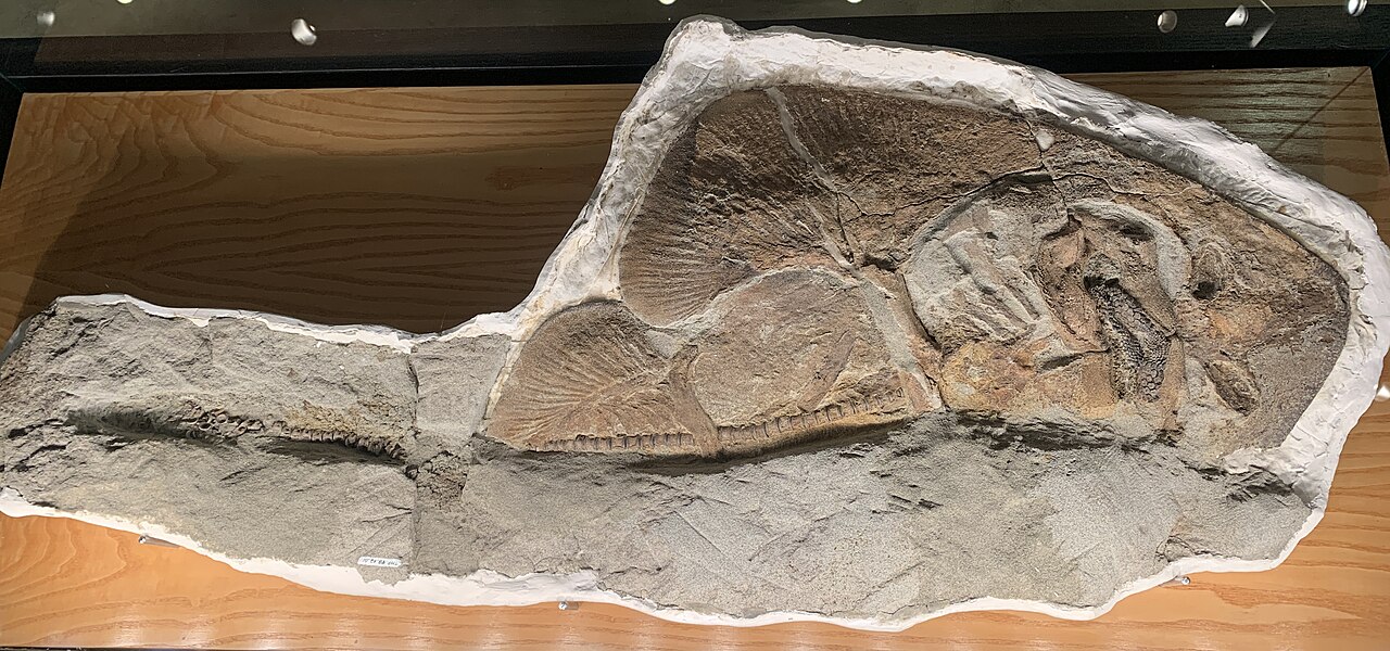 Museum photograph of the original articulated Myledaphus bipartitus fossil, showing its broad pectoral fins, head, tooth pavement, vertebral column, and incomplete tail in pale rock.