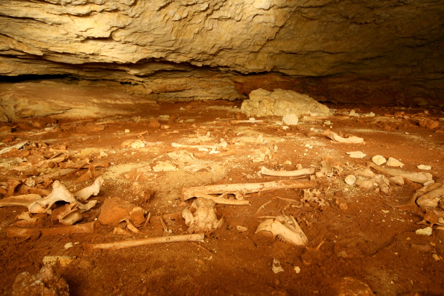 Megafauna bones scattered across red sediment beneath the low limestone ceiling of Victoria Fossil Cave’s Upper Ossuary.