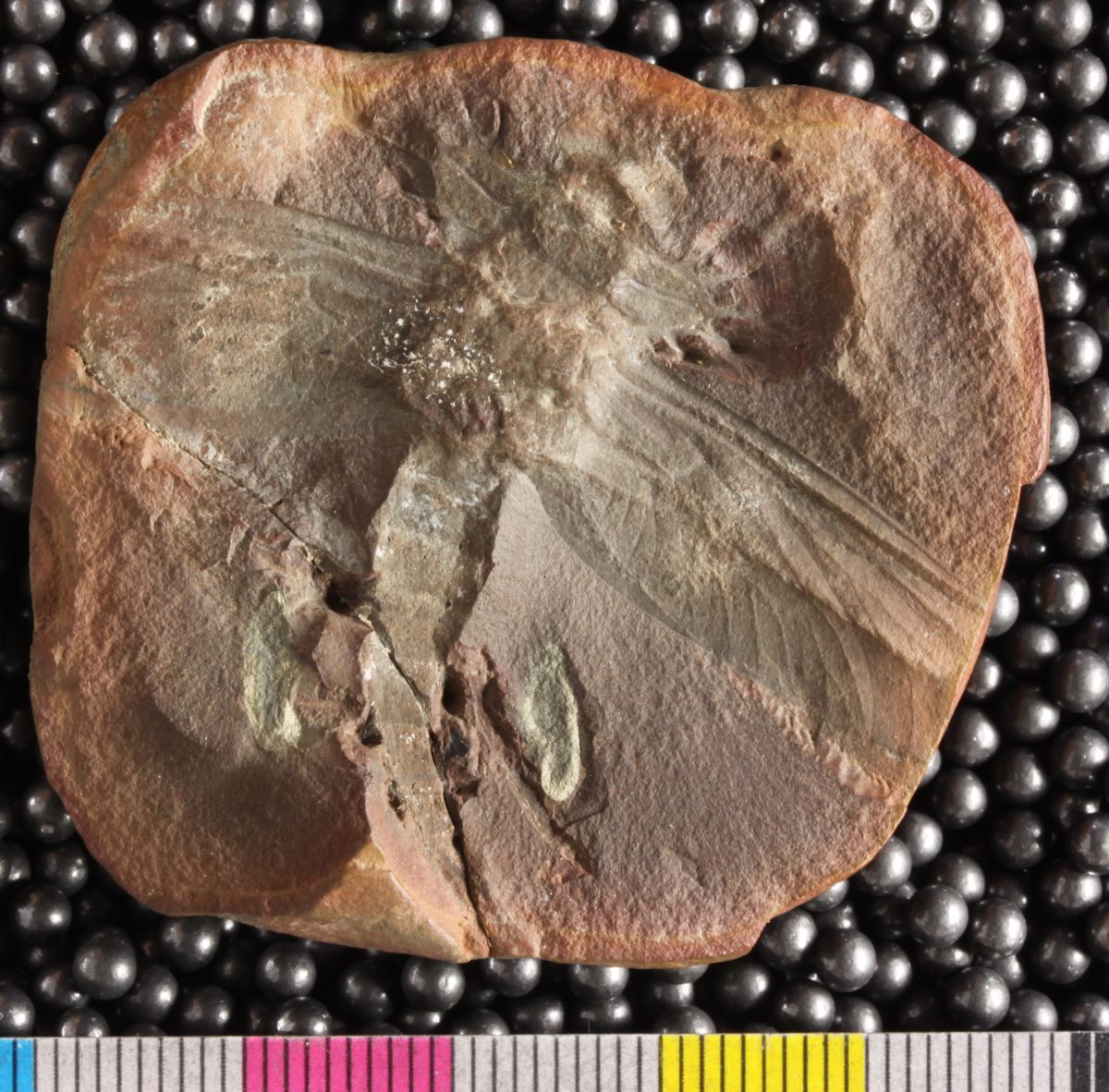 Field Museum photograph of the fossil holotype of Notorachis wolfforum, preserving a Carboniferous palaeodictyopteran insect and the fine venation of its wings in a reddish-brown Mazon Creek concretion.