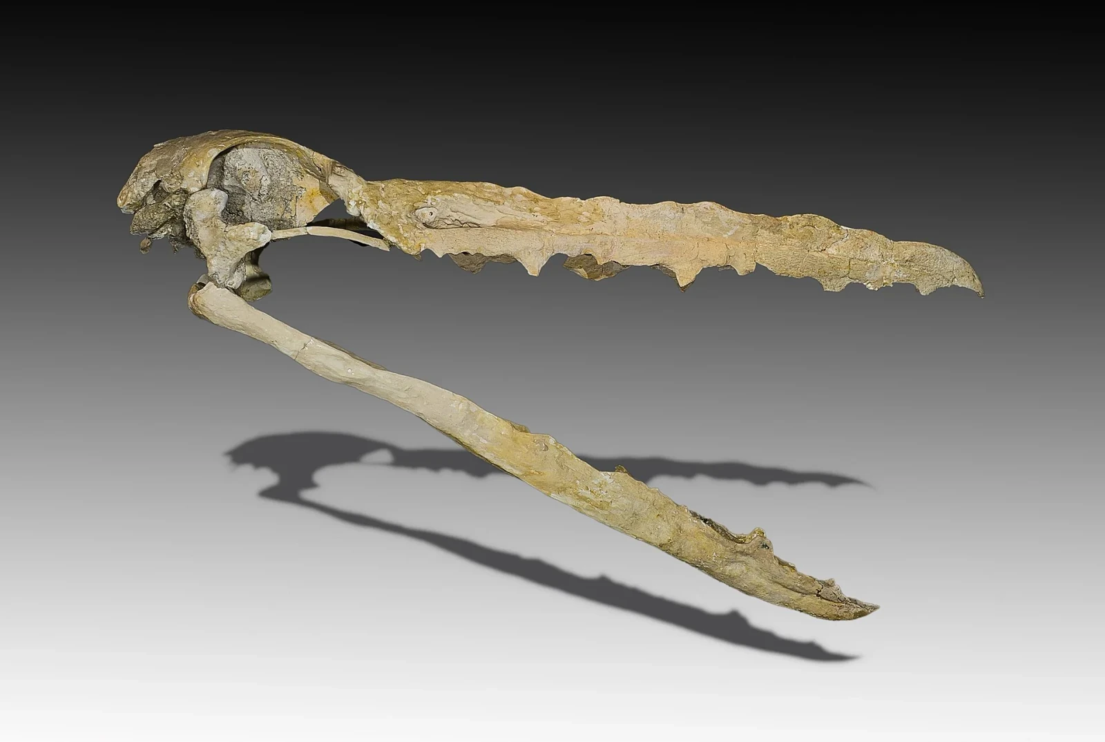Side view of a long Pelagornis mauretanicus fossil skull with a hooked beak and alternating tall and short bony points along both jaws.