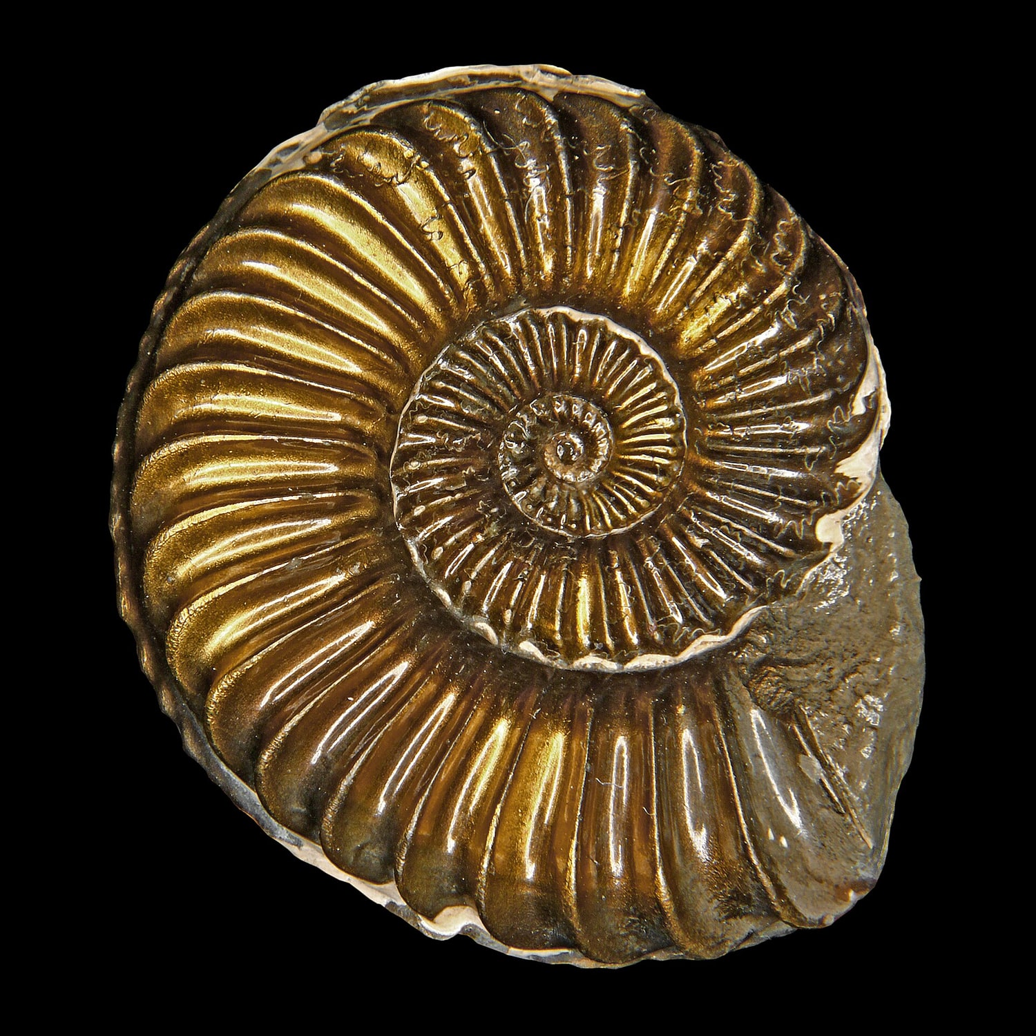 Studio photograph of a metallic-gold pyritic Pleuroceras solare ammonite with a deeply ribbed spiral against black.