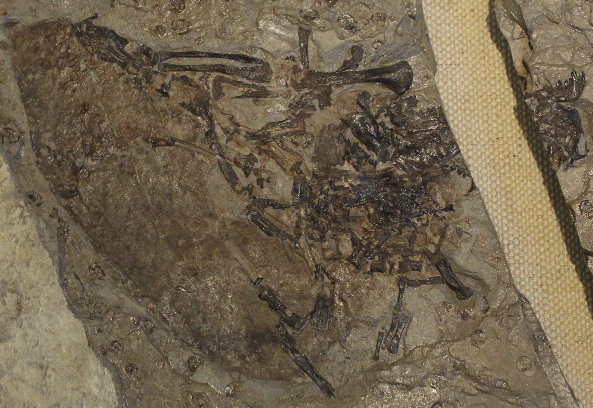 近距离拍摄的远古翔兽（Volaticotherium antiquum）正模标本平伏在灰褐色石板中，深色骨骼周围留有软组织薄膜，右侧可见浅色的博物馆固定带。