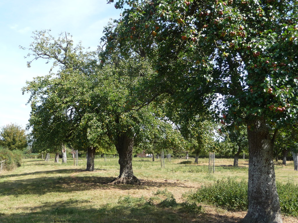 Tall perry pear trees stand in rows across a green orchard at Wick Court in Gloucestershire.