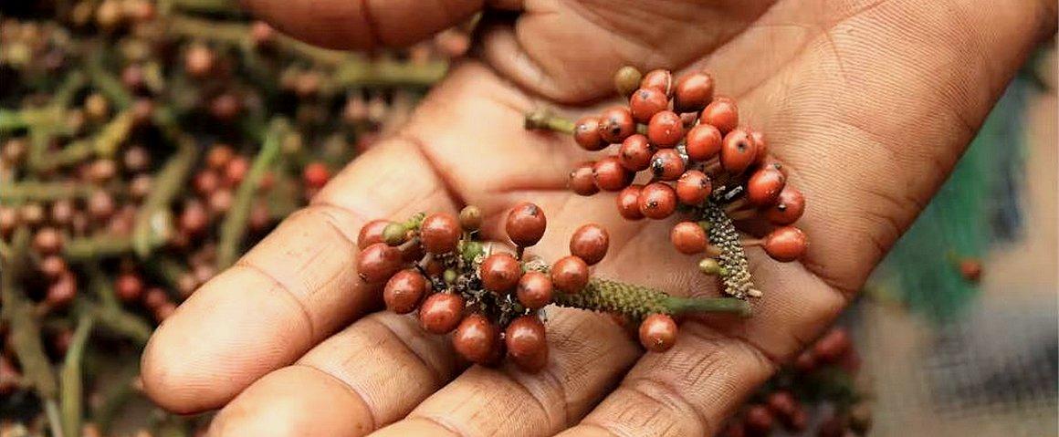 A hand holds branched clusters of reddish voatsiperifery pepper berries, with more fruit softly blurred behind it.