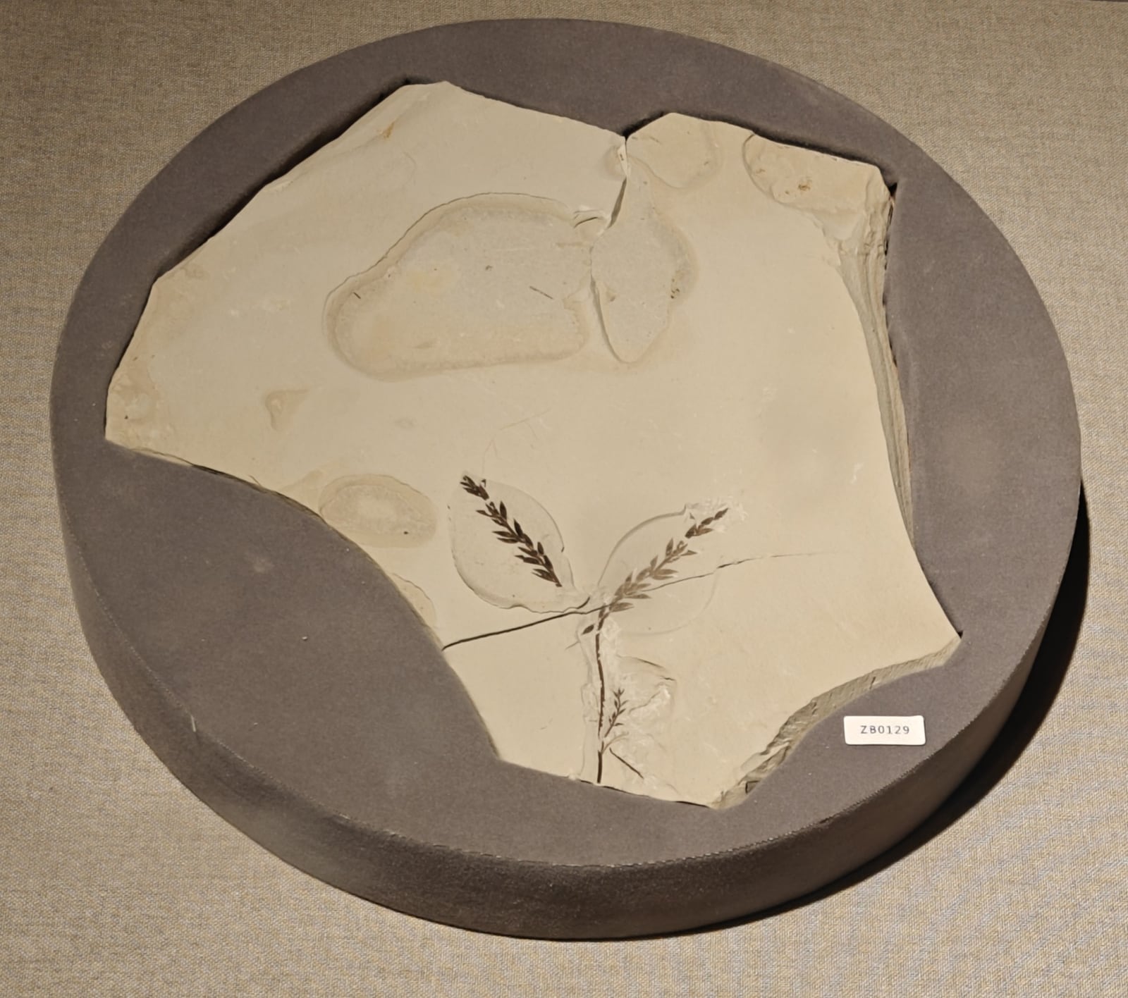 A pale Archaefructus liaoningensis fossil slab in a circular museum mount, with dark branching plant remains and slender reproductive axes.