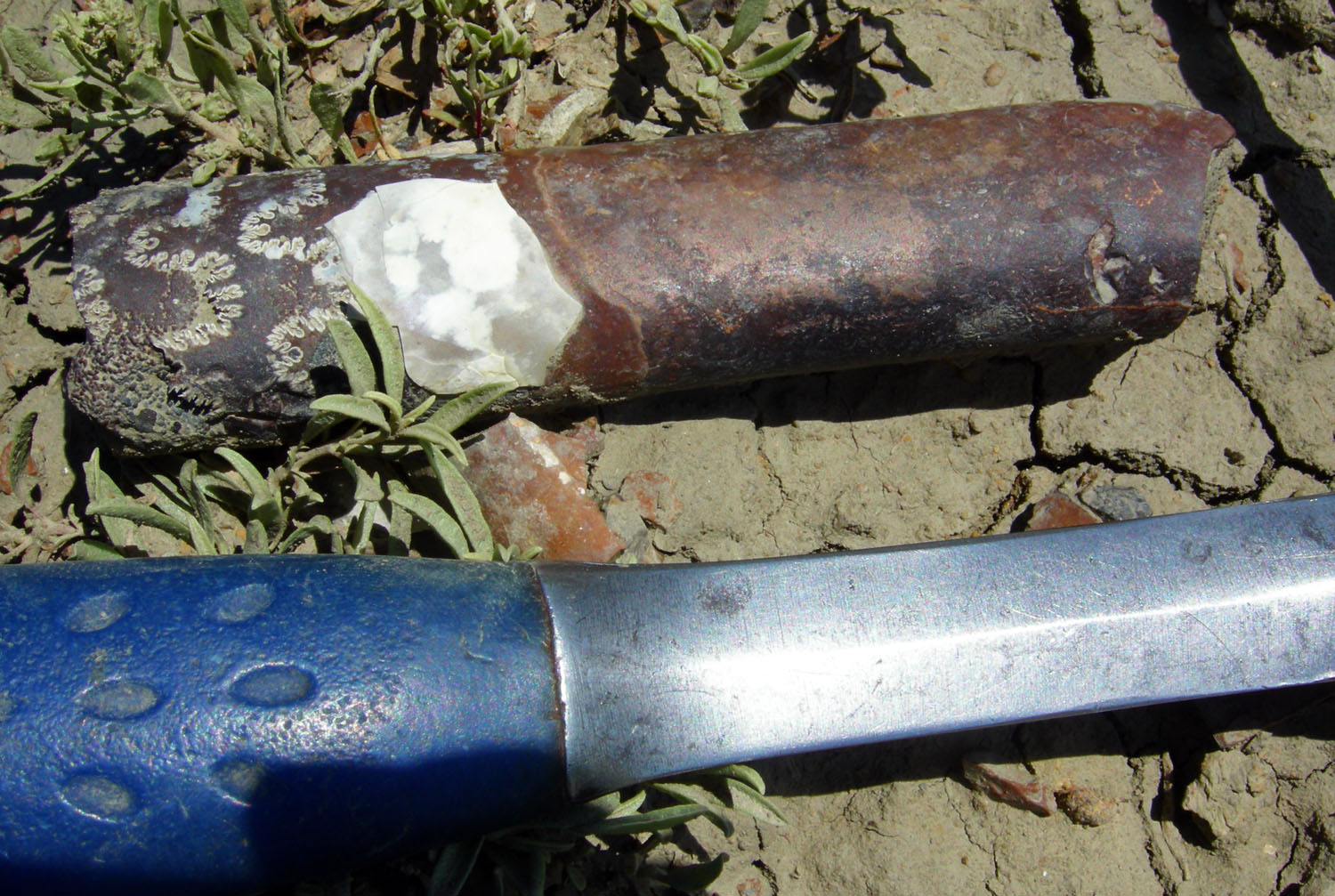Straight-shelled Baculites fossil exposed in sediment in western South Dakota.