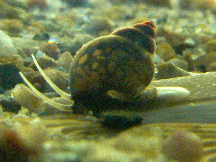 Side view of a living Bithynia tentaculata freshwater snail, with its coiled shell and extended soft body.