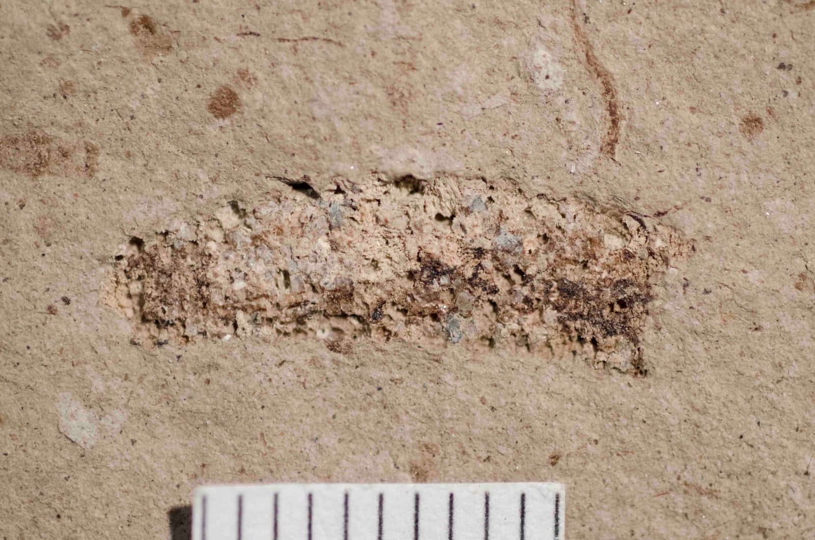 An elongated fossil caddisfly case with visible fragments embedded in pale brown rock, above a physical scale.