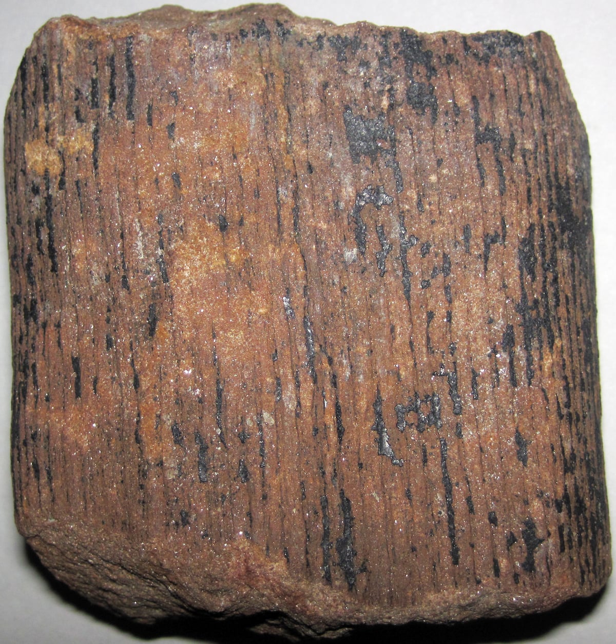 A brown ribbed Calamites stem cast, with black patches of carbonized plant material, on a pale background.