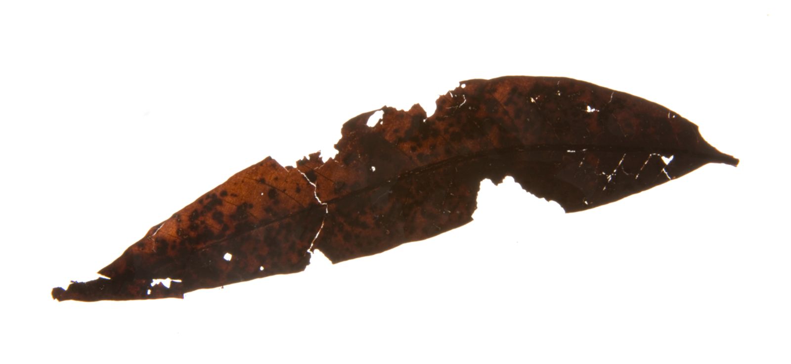 A long, narrow dark-brown fossil leaf with a central vein and torn edges against a white background.