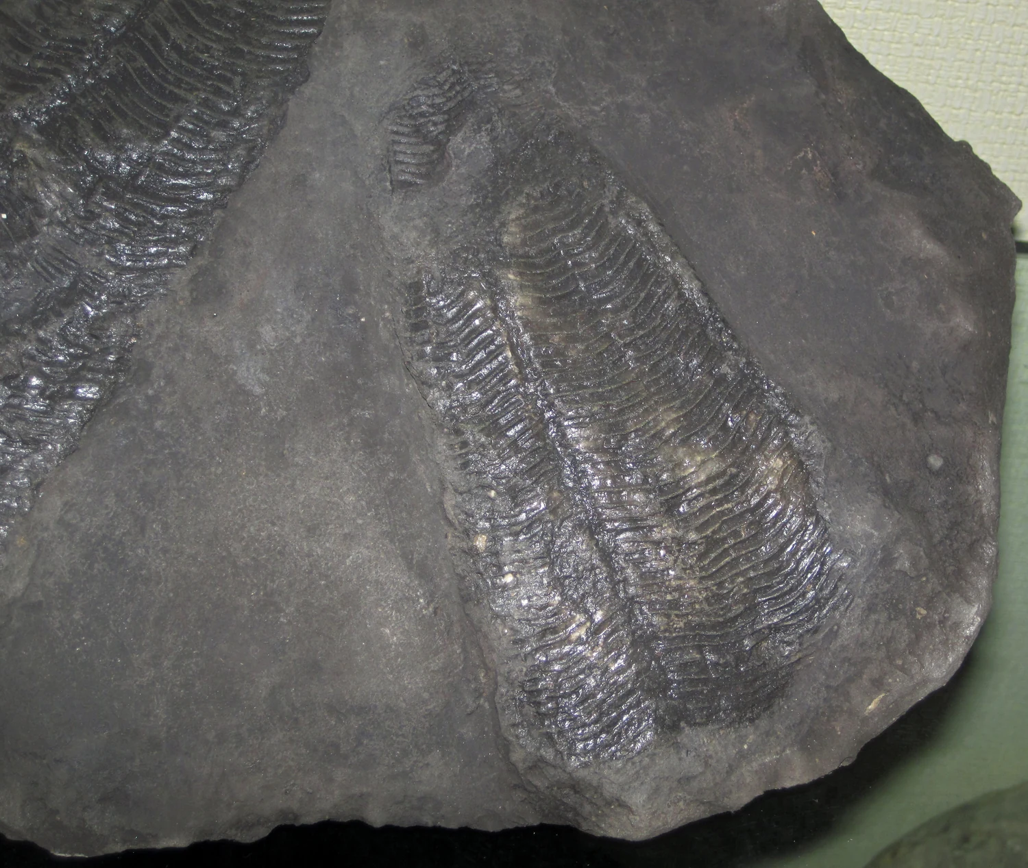 Ribbed, tapering Conularia gratiosa fossils photographed in a university geology display.