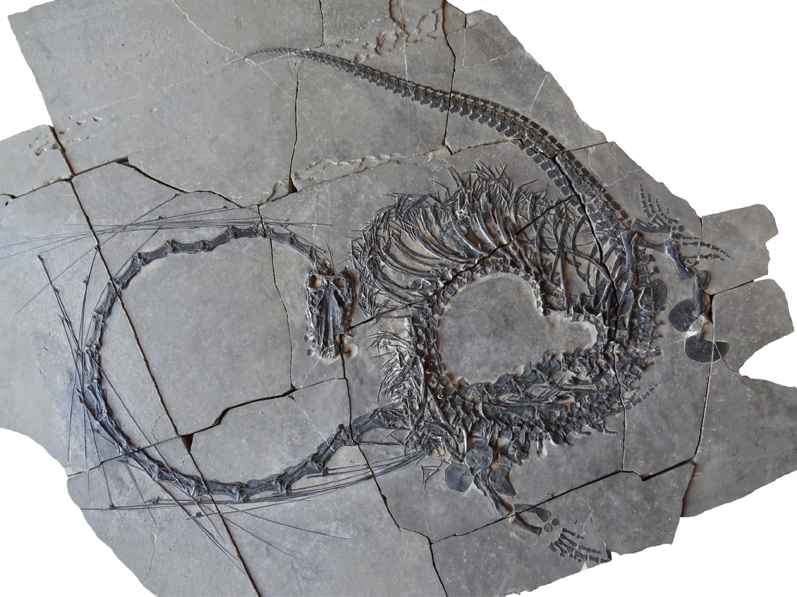 A long-necked Dinocephalosaurus fossil curled into a broad loop on a gray slab, with its rib cage, small limbs and tapering tail visible.