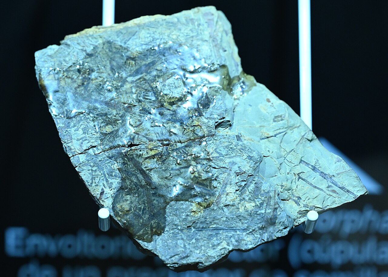 在科尔多瓦的一座博物馆里，一块带有 Elkinsia polymorpha 化石的石板直立于展架上，深色的植物分枝印痕横过开裂的板面。