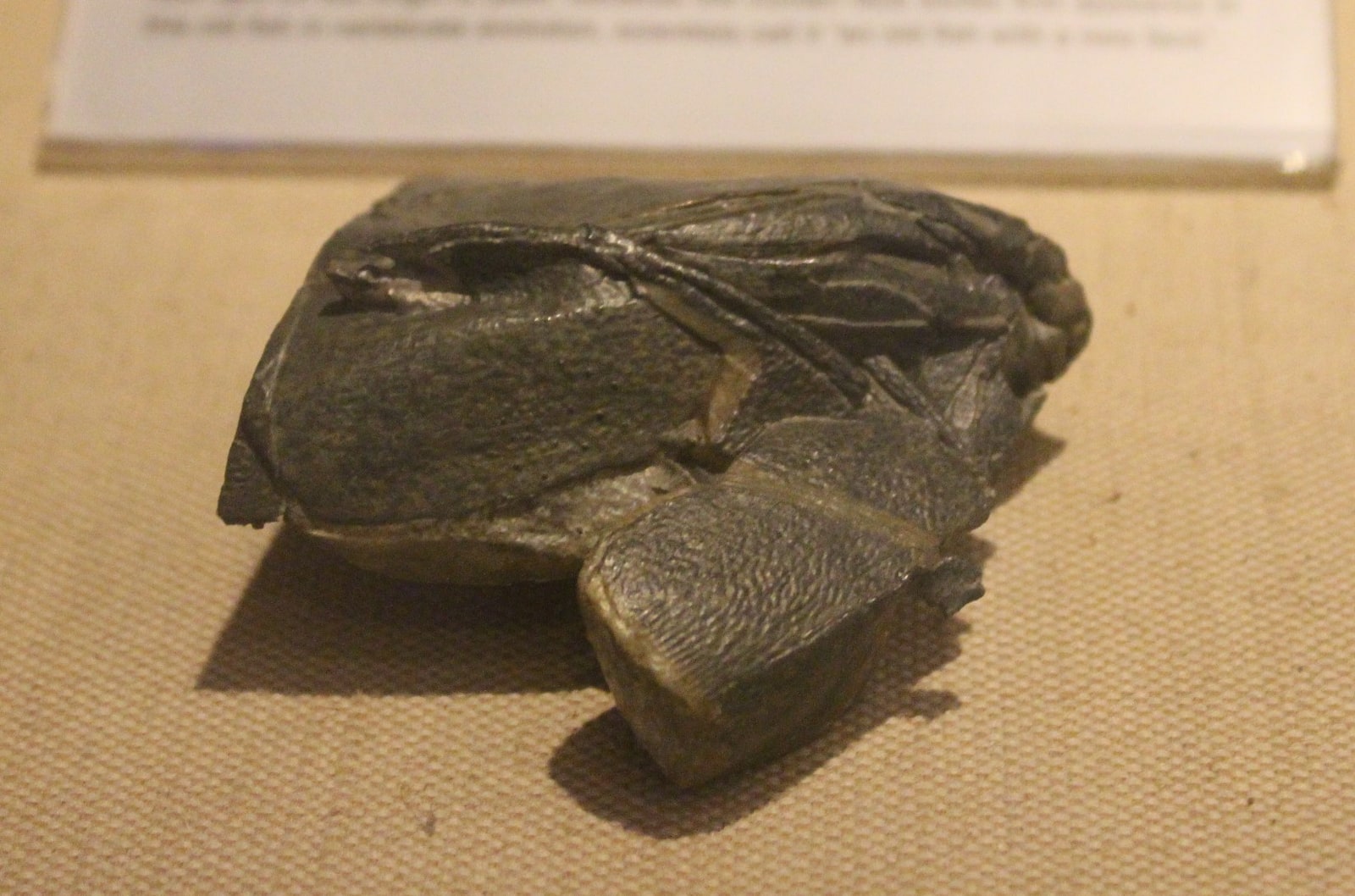 A dark brown Entelognathus primordialis museum display with textured armored plates resting on a beige surface.