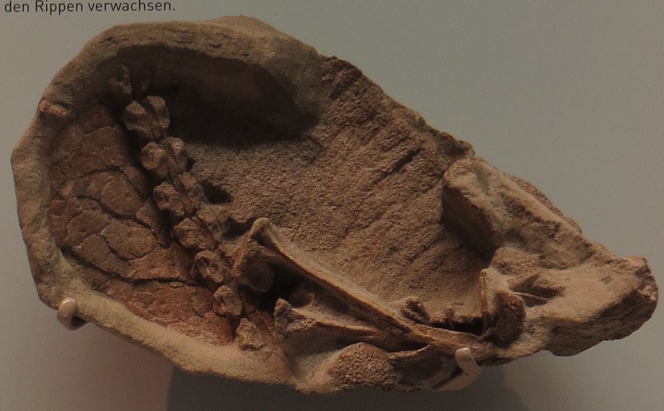 Brown Gerrothorax pulcherrimus fossil with broad bony plates and a short row of vertebrae, displayed at Stuttgart’s Museum am Löwentor.