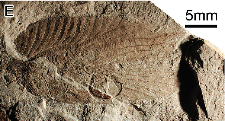 褐黄色岩石上保存着 Hagloidea 类昆虫 Archaboilus polyneurus 带有翅脉的前翅化石，旁边是一条五毫米比例尺。