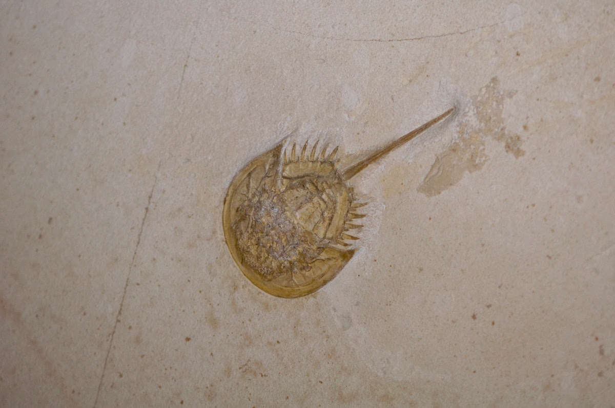 A Mesolimulus walchi fossil in pale limestone, showing its rounded shield, folded legs, marginal spines and long pointed tail.