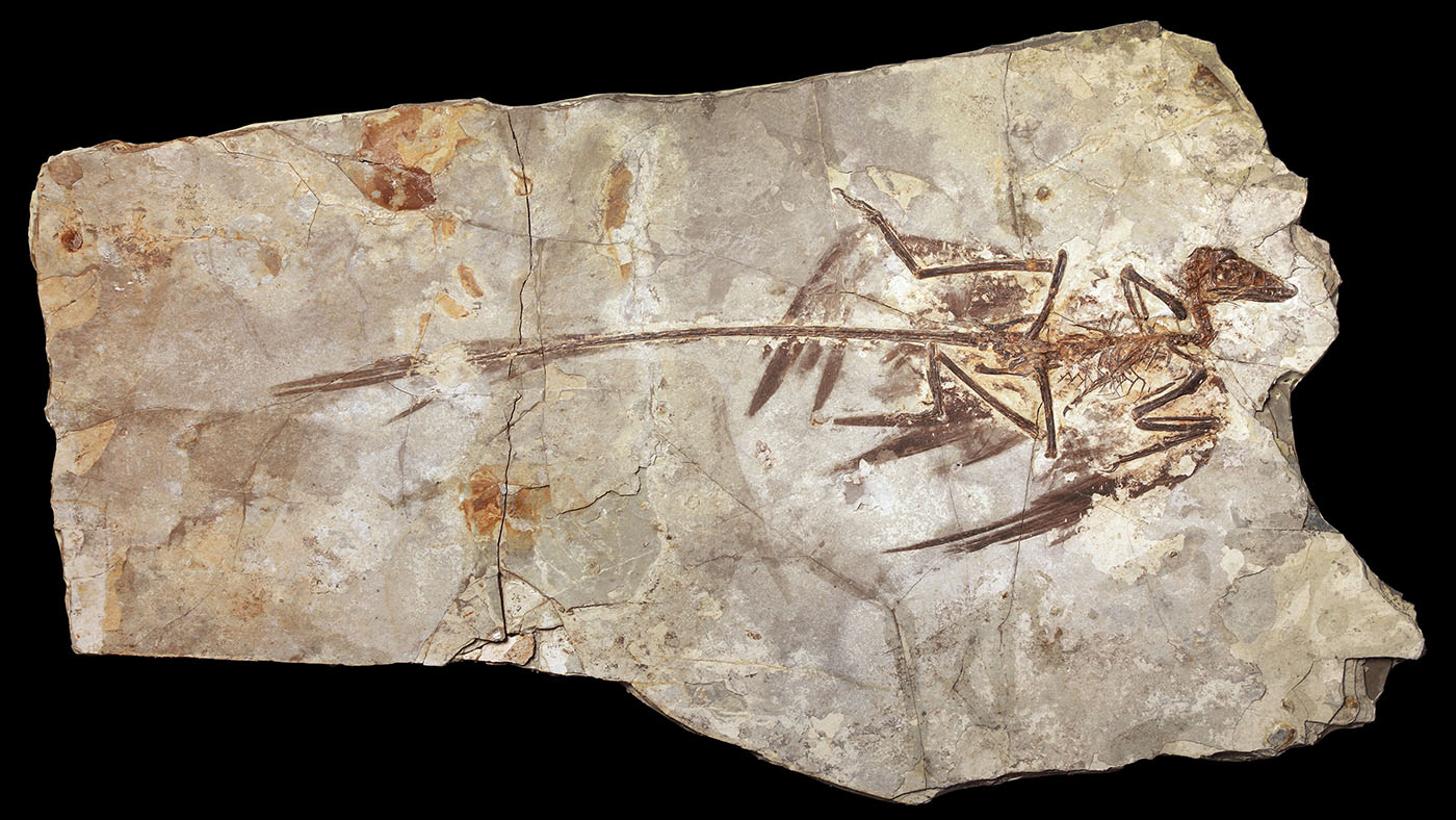 A small Microraptor fossil flattened in a pale stone slab, with its skull, limbs, spine, and long tail visible.