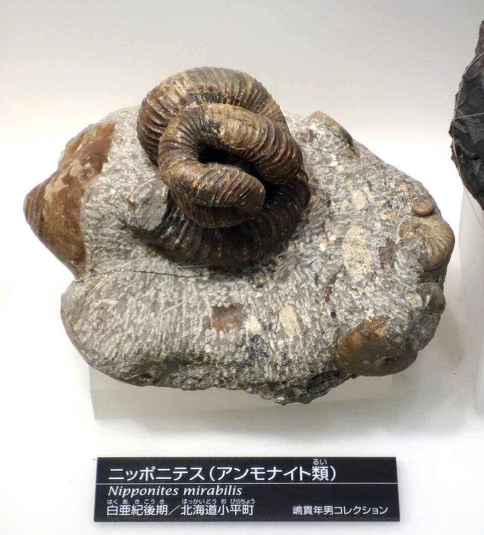 照片中的带肋 Nipponites mirabilis 化石保存在灰色岩石上，管状壳体沿复杂的三维路线反复弯曲。