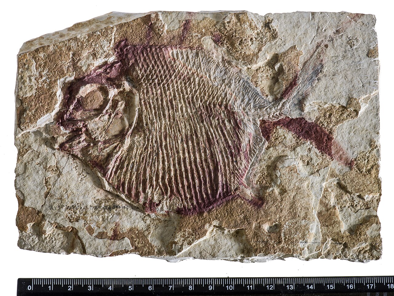 A reddish-brown Gyrodus hexagonus fossil in pale limestone, with a deep oval body, rows of scales and a narrow tail; a ruler runs below the slab.
