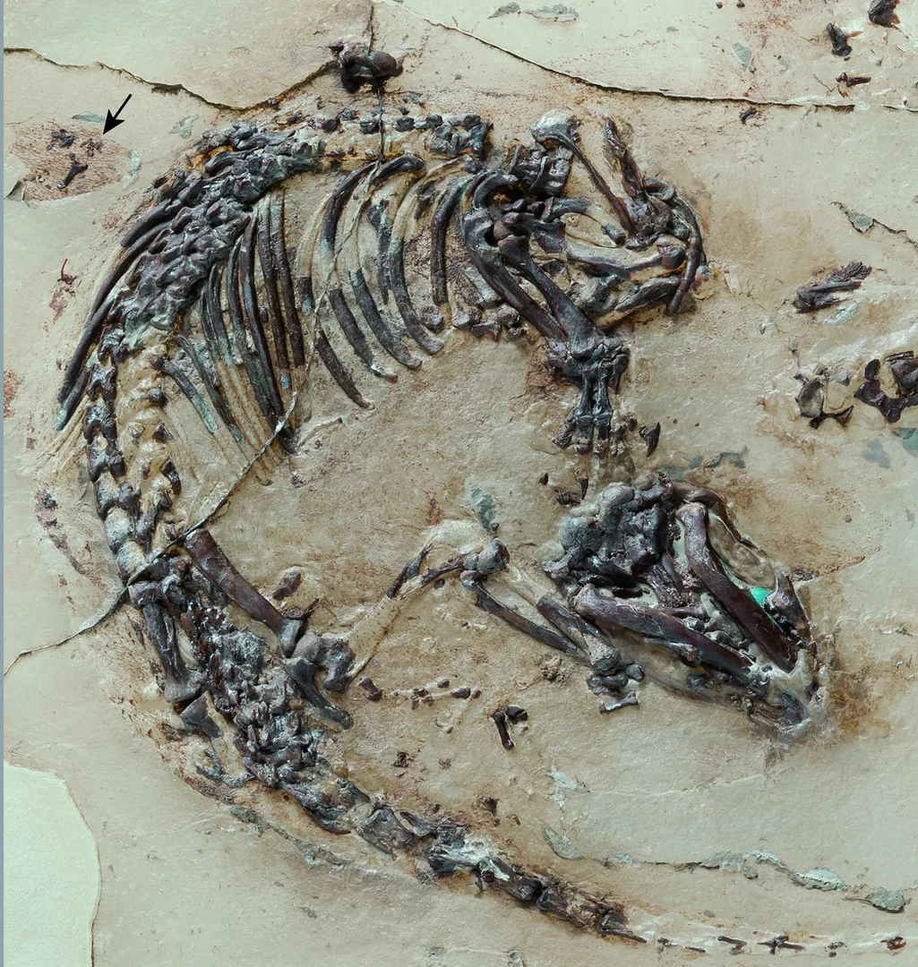 The prepared Spinolestes fossil, with dark bones and traces of its body covering against a pale background; an arrow marks the external ear.