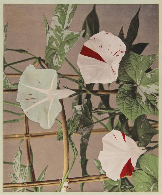 Three pale morning-glory flowers with red markings spread among green leaves and slender bamboo supports against a muted background.