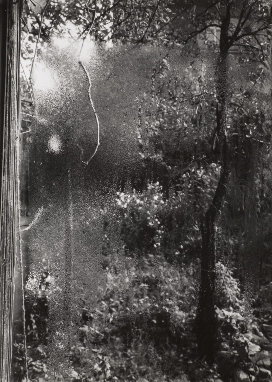 Black-and-white photograph of fine droplets and clear streaks on a window, with leafy branches, a dark tree trunk, and a slender hanging stem visible beyond the glass.