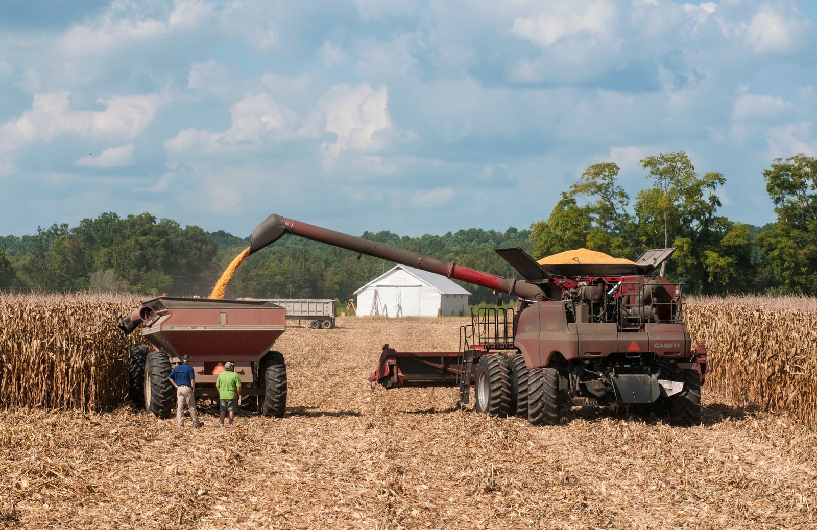A combine unloads harvested corn into a grain cart beside standing corn in a Virginia field.